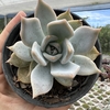 Echeveria lia