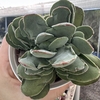 Crassula dubia