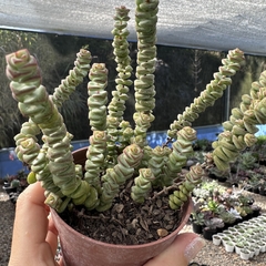 Crassula marnieriana - comprar online