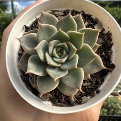 Echeveria marpin - comprar online