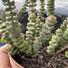 Crassula marnieriana