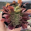 Aeonium cyclops cristata