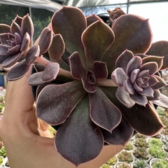 Echeveria rosularis - comprar online