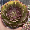 Aeonium tsavorite