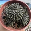 Sinocrassula yunnanensis