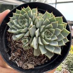 Echeveria sara hime botan - comprar online