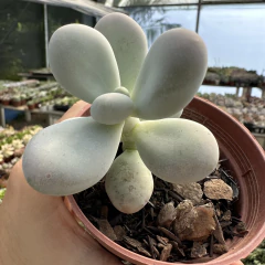 Pachyphytum oviferum (pedra da lua) - comprar online