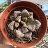 Titanopsis hugo-schlechteri