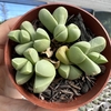 Gibbaeum petrense