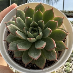 Echeveria fox star - comprar online