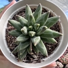 Pachyphytum compactum red tips