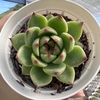 Echeveria agavoides moonstone