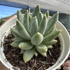 Echeveria dragon claw