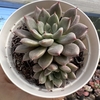 Graptoveria hermes