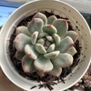 Echeveria ariel