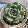 Echeveria red velvet