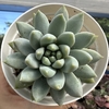 Sedeveria lilac mist