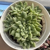 Echeveria tipps