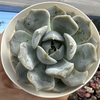 Echeveria white rabbit