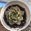 Echeveria nymeria (Korean)