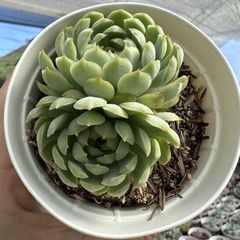 Echeveria red coat clusters na internet