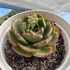 Echeveria elisha