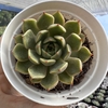 Echeveria scarlet witch