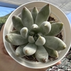 Echeveria tolimanensis gray silver