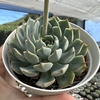 Echeveria allegra