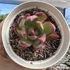 Echeveria agavoides casio