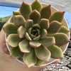 Echeveria ethereum