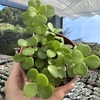 Portulacaria afra