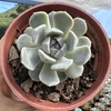 Echeveria tiny burger