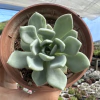 Pachyveria scheideckeri