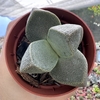 Pleiospilos simulans