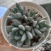 Echeveria yeomiwol