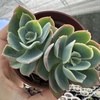 Echeveria lexus