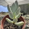 Pachyphytum blue haze