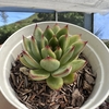 Echeveria cimette