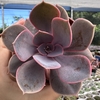 Echeveria linn