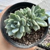 Echeveria aurora blue