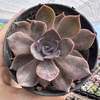 Echeveria linda jean