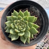 Echeveria agavoides rainstar