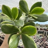 Crassula ovata tricolor (variegata)