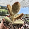 Kalanchoe tomentosa super fuzzy