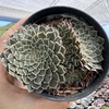 Graptopetalum filiferum