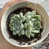 Echeveria alba mine