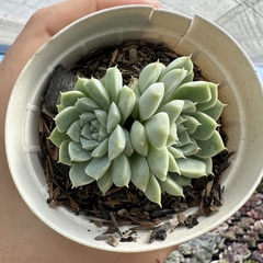 Echeveria alba mine