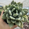 Echeveria corvus p11