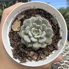 Echeveria giulia